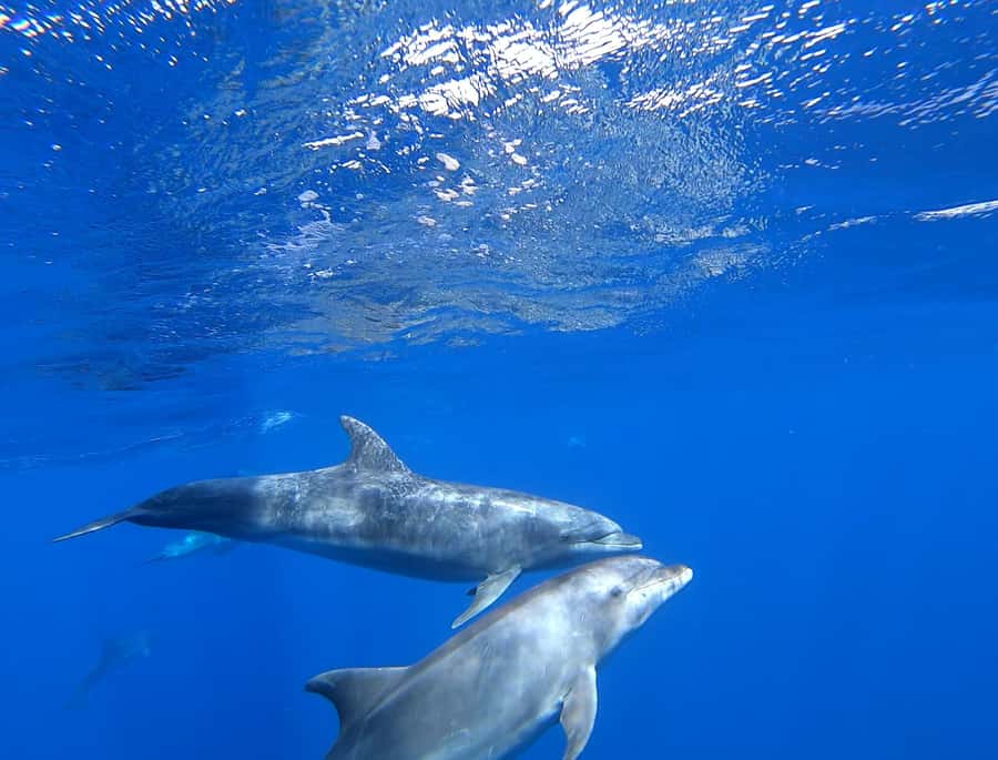 3-hour Catamaran Adventure on the waters of Sal Island - Who Should Book This Catamaran Cruise?