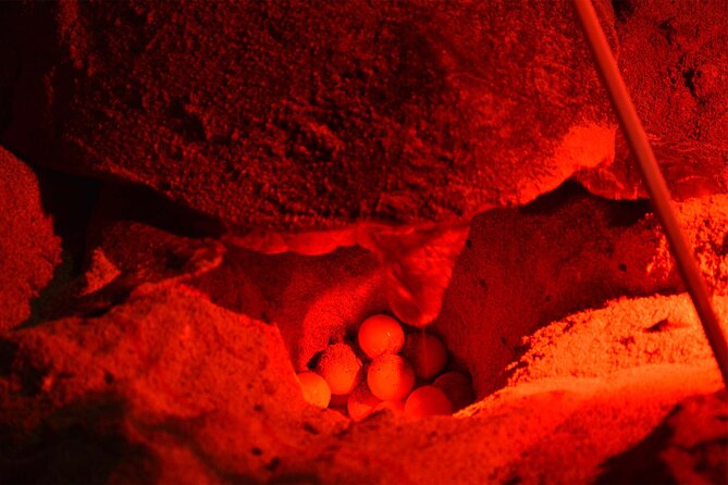 4h Turtle Watching with SSV Buggy Night 4WD - Serra Negra and the east-coast reserve