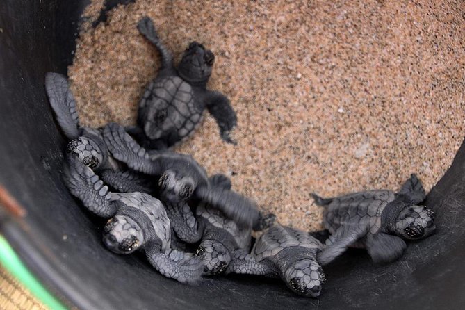 4h Turtle Watching with SSV Buggy Night 4WD - The buggy ride itself: what the price covers
