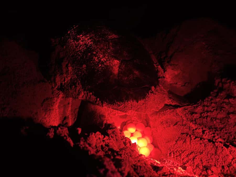 Boa Vista: Guided Turtle Experience with a Certified Guide - Key points before you book