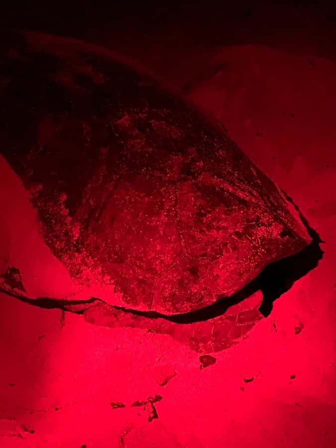 Boa Vista: Guided Turtle Experience with a Certified Guide - Why Boa Vista is a strong place to watch turtles