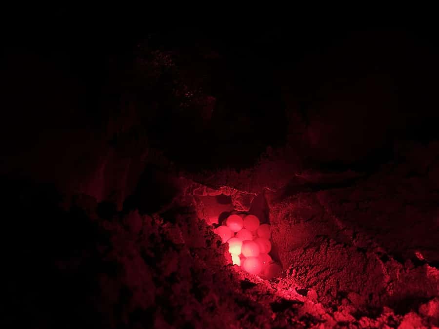 Boa Vista: Guided Turtle Experience with a Certified Guide - The beach briefing protects the turtles
