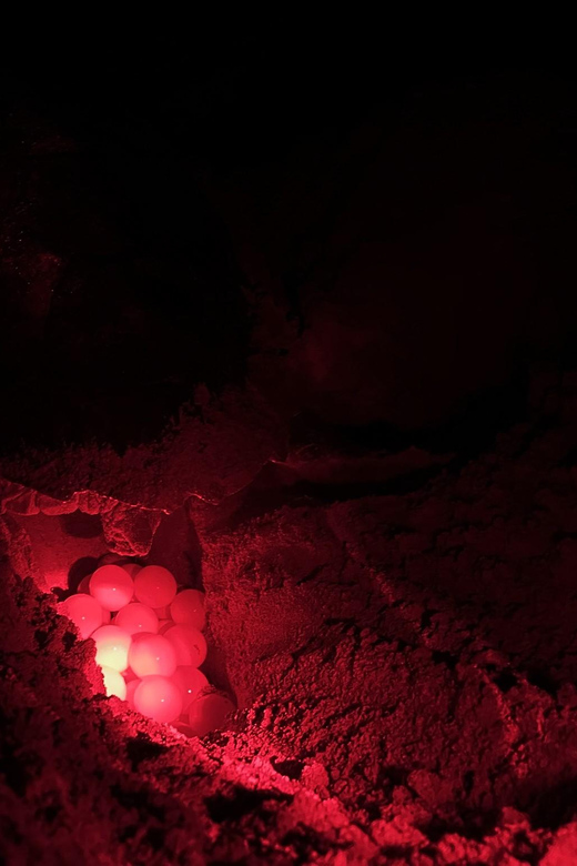 Boa Vista: Guided Turtle Experience with a Certified Guide - A small group makes the night easier