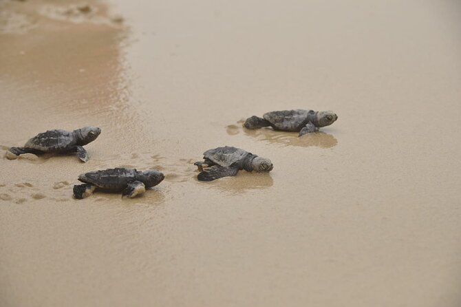 Boa Vista Island: Full-Day Wild Beaches & Viana Desert Experience - Why this Boa Vista day trip works