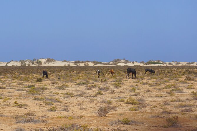 Boa Vista Island: Full-Day Wild Beaches & Viana Desert Experience - Curral Velho and the old salt mine