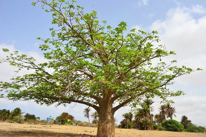 Boa Vista Island: Full-Day Wild Beaches & Viana Desert Experience - Ervatão Beach and the loggerhead turtle coast