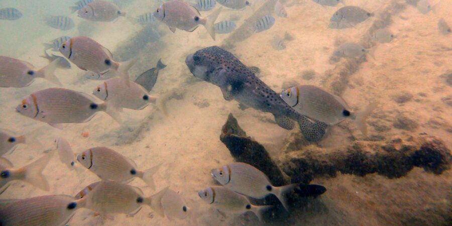 Boa Vista: Motoryacht Trip with Fishing, Snorkel, Beach BBQ - Cruising through the Bay of Chaves
