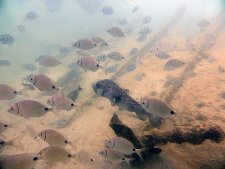 Boa Vista: Motoryacht Trip with Fishing, Snorkel, Beach BBQ - Group size, comfort, and the guide