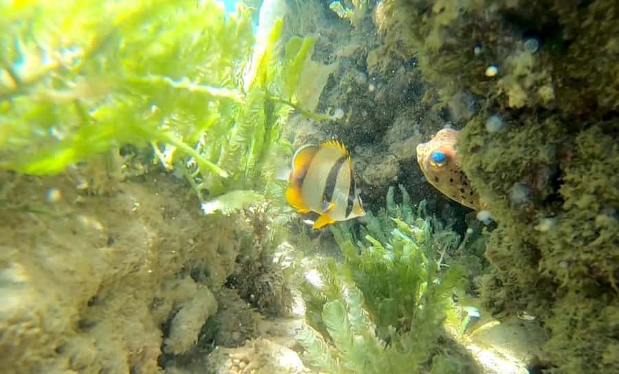 Boa Vista Reef Snorkeling in Gatas Bay / Aperitif with Locals - Why Gatas Bay works so well for beginners