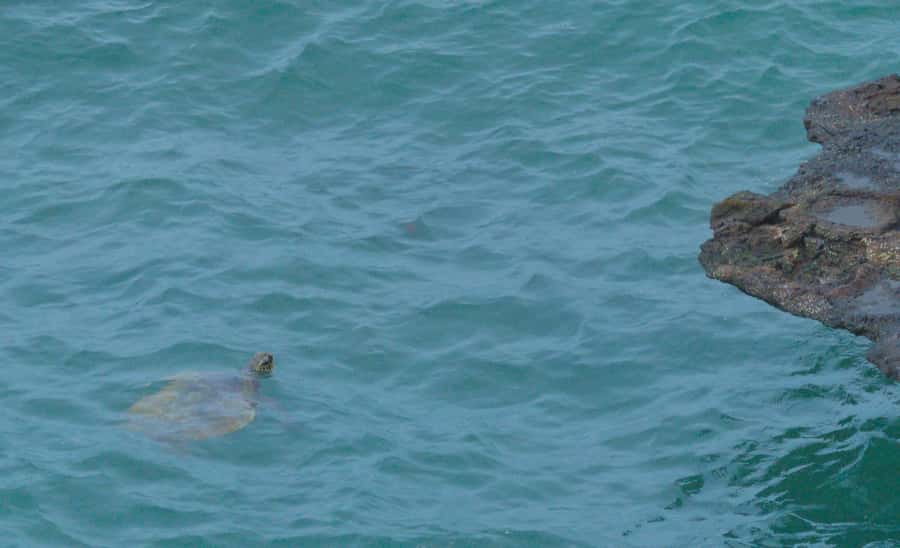 Boa Vista: Shark, Turtles, Cave, Sandboarding & Tasting Tour - Key points to know before booking