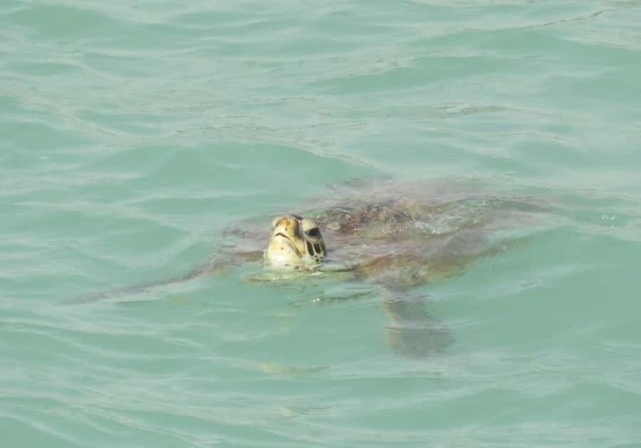 Boa Vista: Turtles, Sharks, City of Sal Rei, Santa Monica Beach, Shipwreck ... - Why this Boa Vista tour works so well
