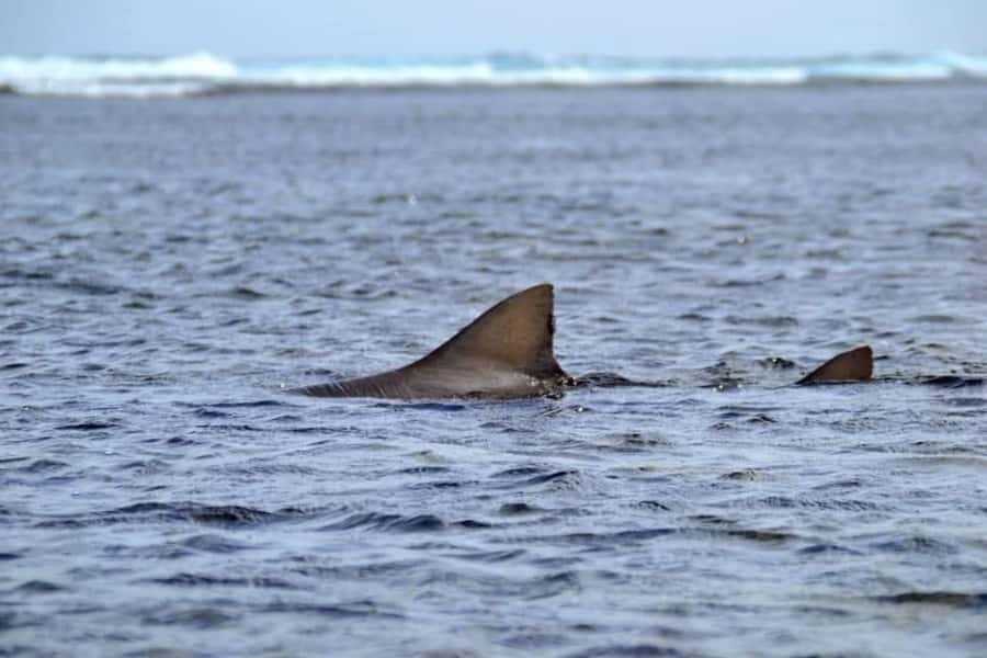 Boa Vista: Turtles, Sharks, City of Sal Rei, Santa Monica Beach, Shipwreck ... - Morro DArreia brings the southern scenery
