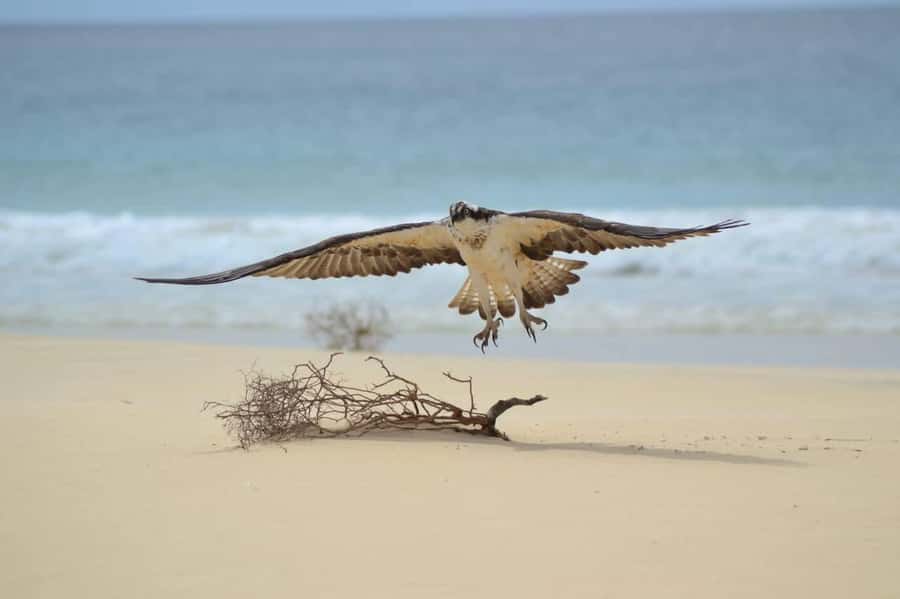 Boa Vista: Turtles, Sharks, City of Sal Rei, Santa Monica Beach, Shipwreck ... - Santa Monica Beach is the right grand finale