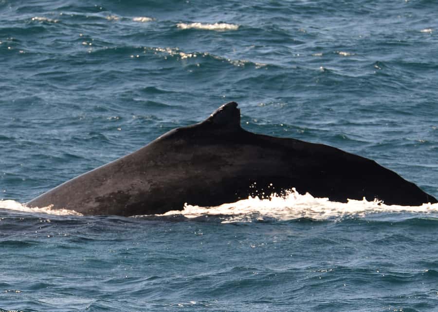 Boa Vista: Whale Watching Trip with Motoryacht - Who should book this Boa Vista boat trip?