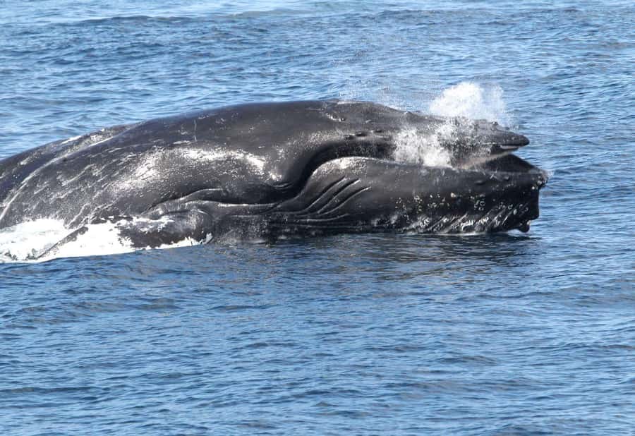 Boa Vista: Whale Watching Trip with Motoryacht - Why Boa Vista is a serious whale-watching destination