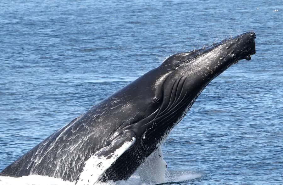 Boa Vista: Whale Watching Trip with Motoryacht - The whale search: patience is part of the activity