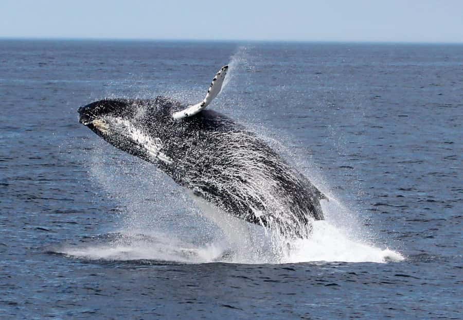 Boa Vista: Whale Watching Trip with Motoryacht - The marine biologist makes the difference
