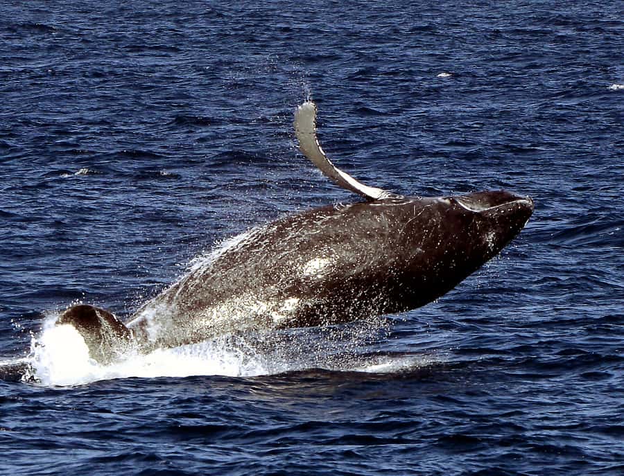 Boa Vista: Whale Watching Trip with Motoryacht - What the strongest outings can look like