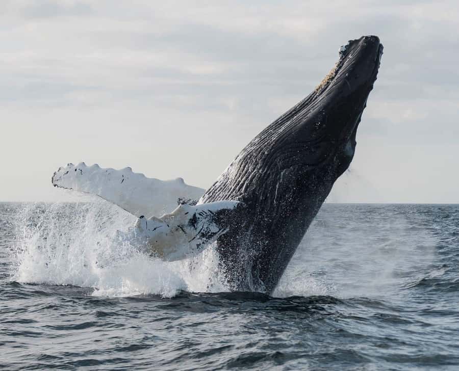 Boa Vista: Whale Watching Trip with Motoryacht - Hotel pickup and the route to Sal Rei