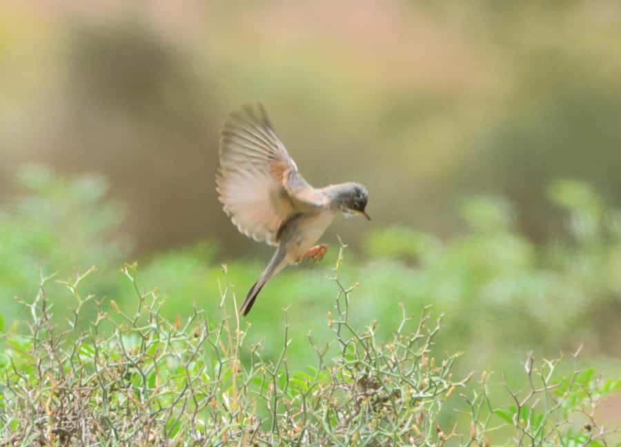 Boavista: Private Birdwatching Expedition in natural Habitat - Key points at a glance