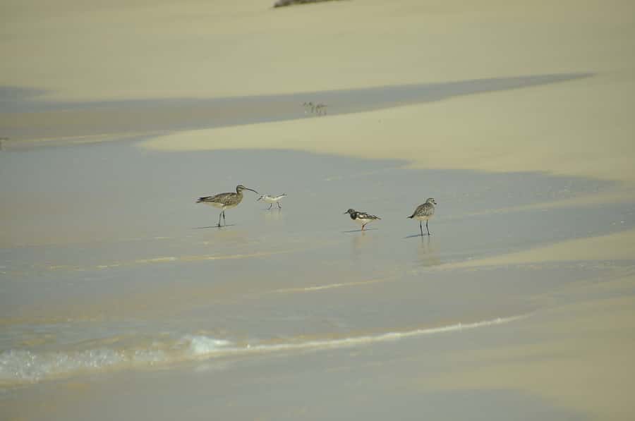Boavista: Private Birdwatching Expedition in natural Habitat - What to bring for a better four hours
