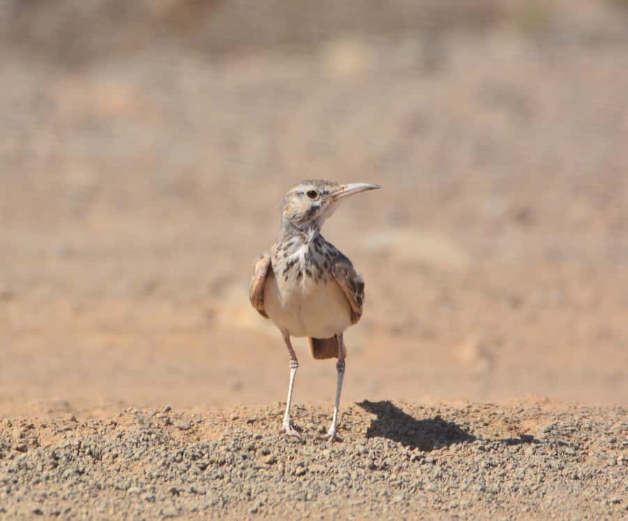 Boavista: Private Birdwatching Expedition in natural Habitat - What this Boa Vista bird tour is really like