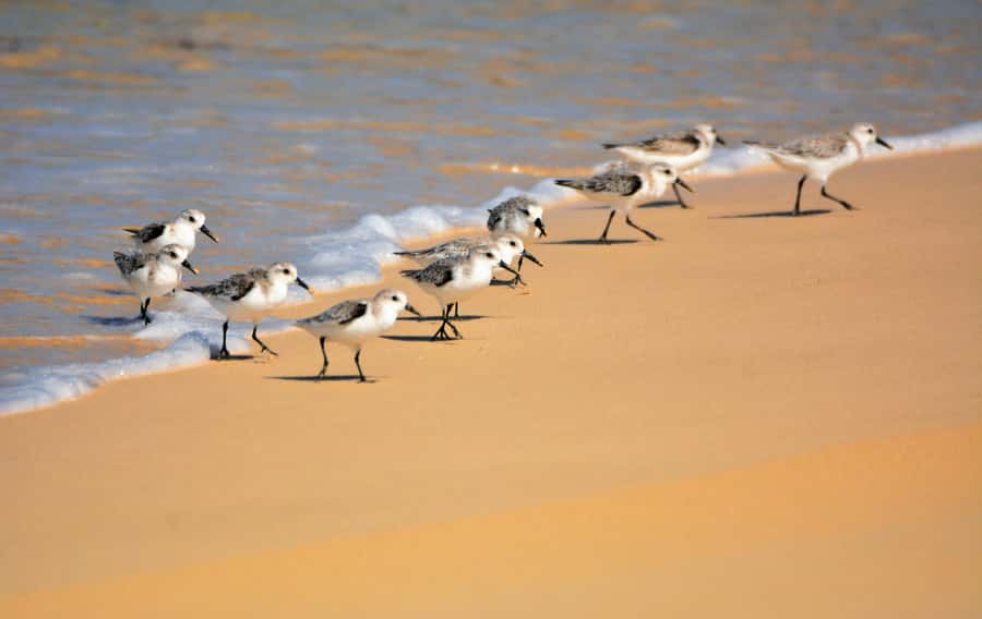 Boavista: Private Birdwatching Expedition in natural Habitat - Wetlands, salt marshes, and the best birding chances