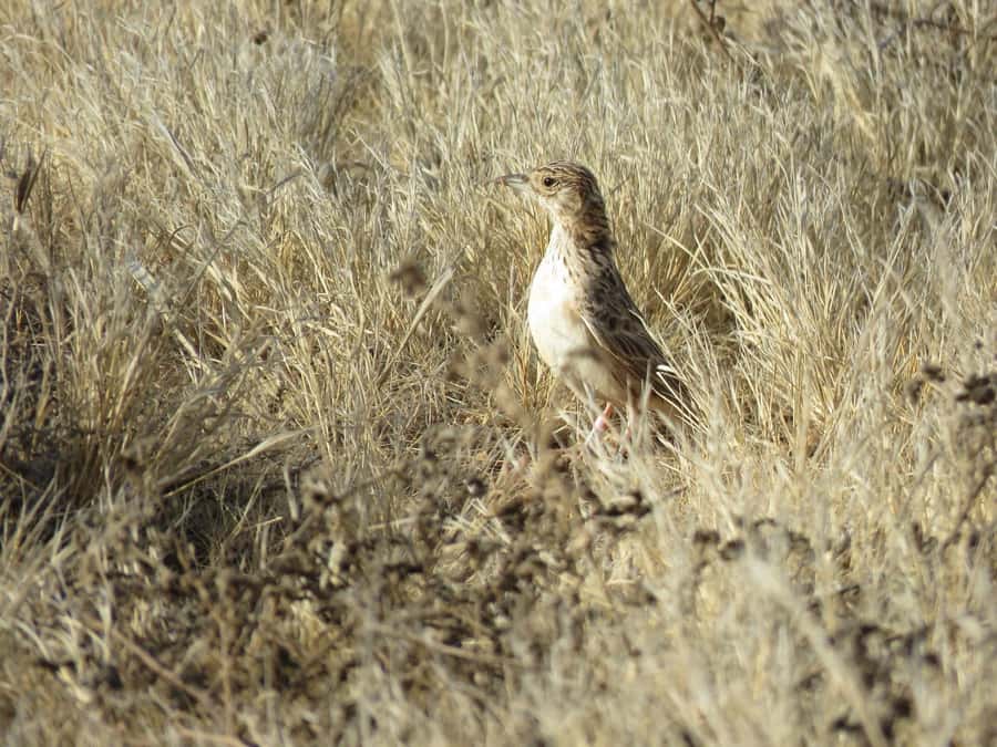 Boavista: Private Birdwatching Expedition in natural Habitat - Coastal stops and memorable sightings