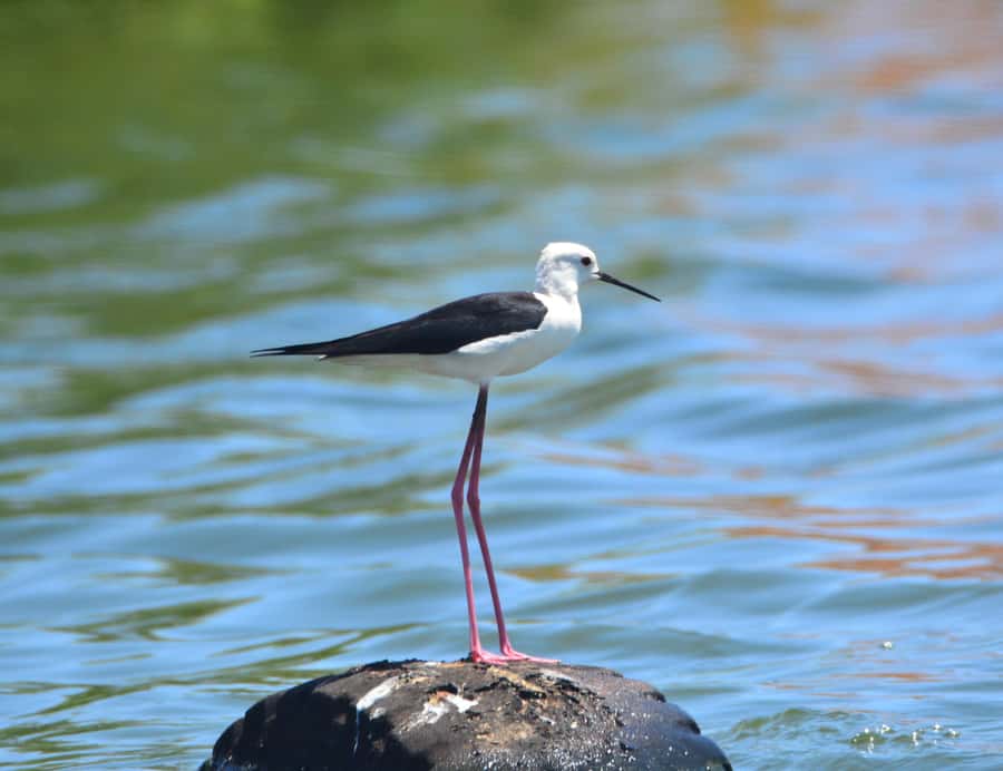 Boavista: Private Birdwatching Expedition in natural Habitat - The guide makes or breaks the experience