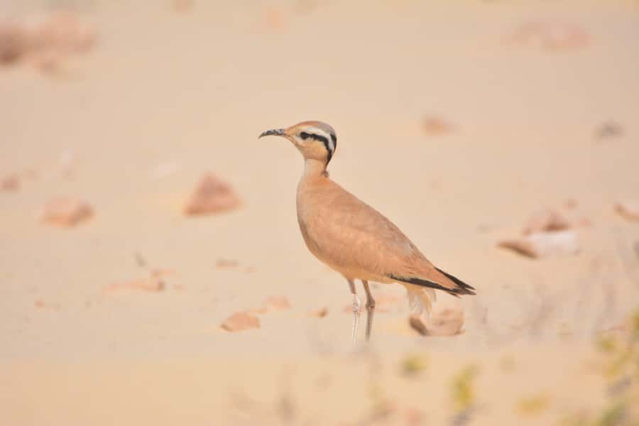 Boavista: Private Birdwatching Expedition in natural Habitat - Seasonal timing matters more than the brochure can show