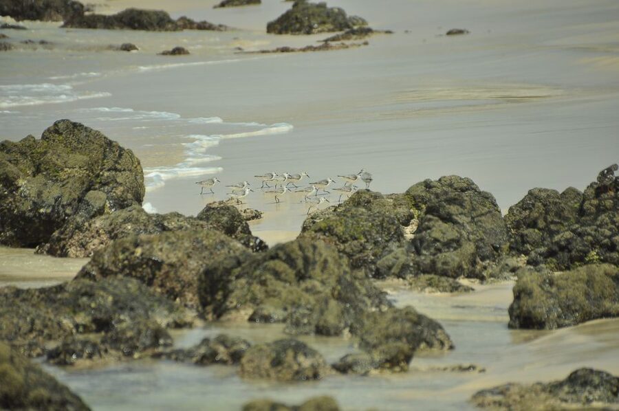 Boavista: Private Birdwatching Expedition in natural Habitat - More than birds: scenery, towns, and a 4x4 view of the island