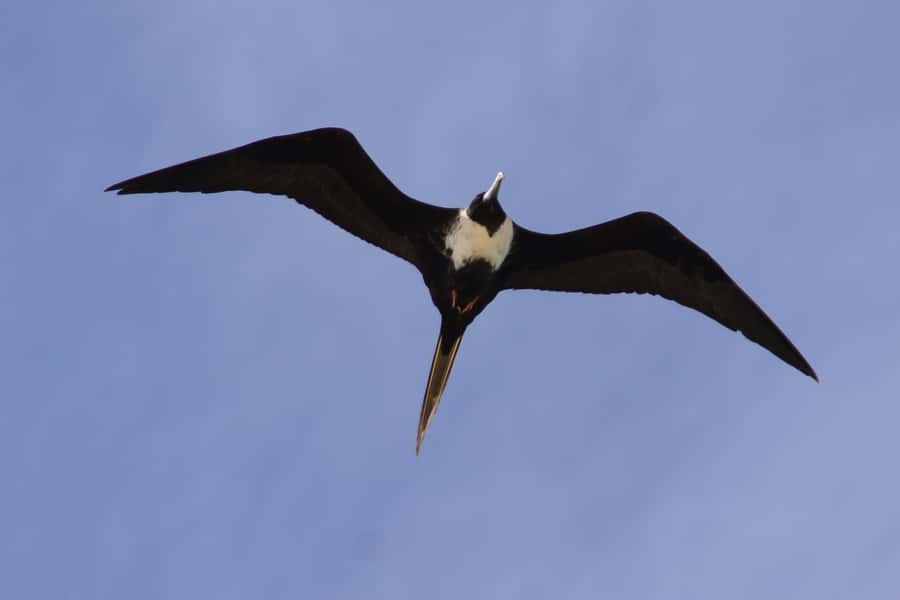 Boavista: Private Birdwatching Expedition in natural Habitat - What the $176 price buys you