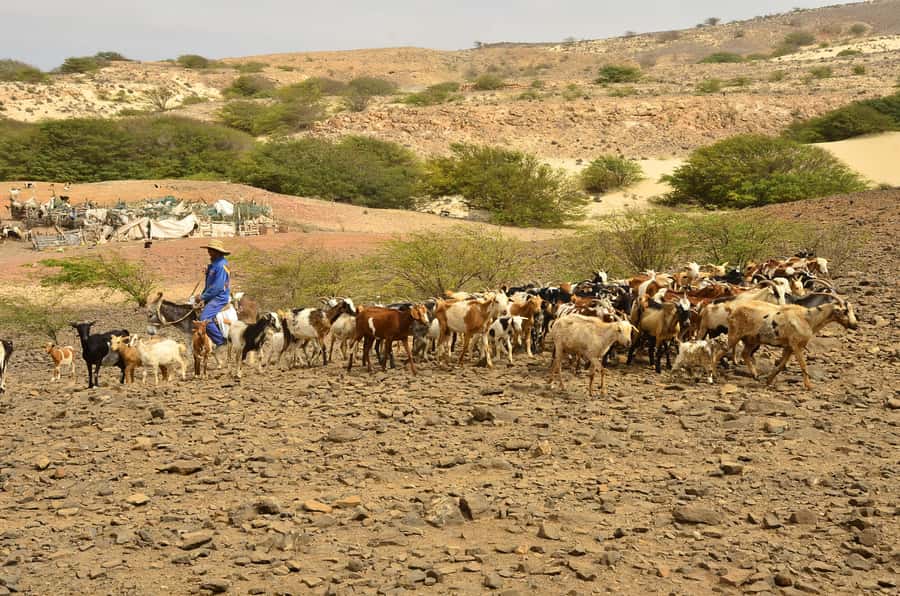 Boavista: Traditional & Local Experience Tour - Bofareira farm: a practical look at island life