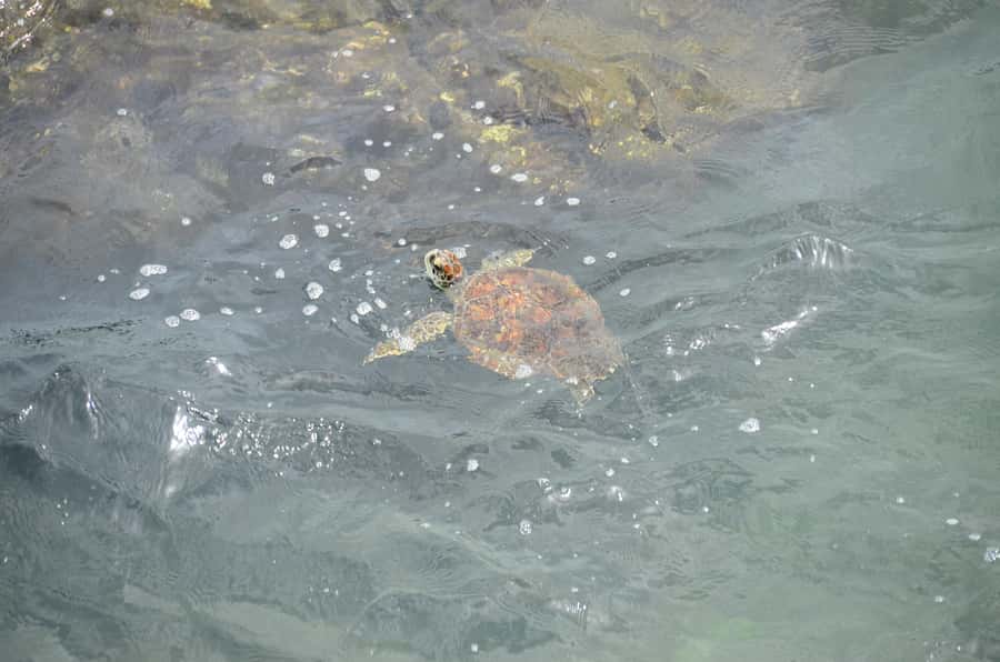Boavista: Turtle, Shark, Santa Monica, Sandboard & Tasting - Turtle Bay: watching green turtles in the sea