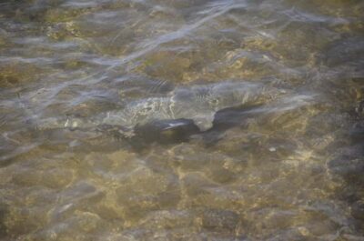 Turtle, Shark, Santa Monica, Sandboard & Tasting