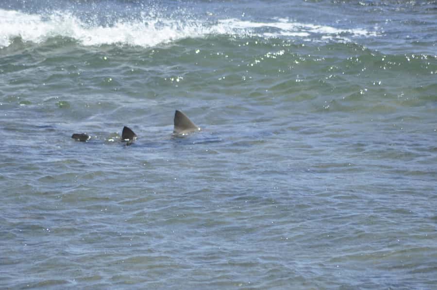 Boavista: Turtle, Shark, Santa Monica, Sandboard & Tasting - Santa Monica Beach: spectacular scenery, limited beach time