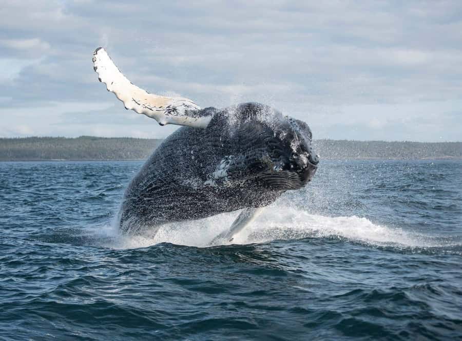 Boavista: Whale Watching half day trip - Why Boa Vista attracts humpback whales