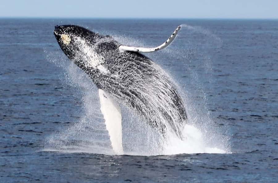 Boavista: Whale Watching half day trip - From your hotel to Sal Rei harbor