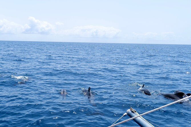 Catamaran Half Day - Beautiful day on the Atlantic Ocean - Drinks, snacks, and the social side of the trip