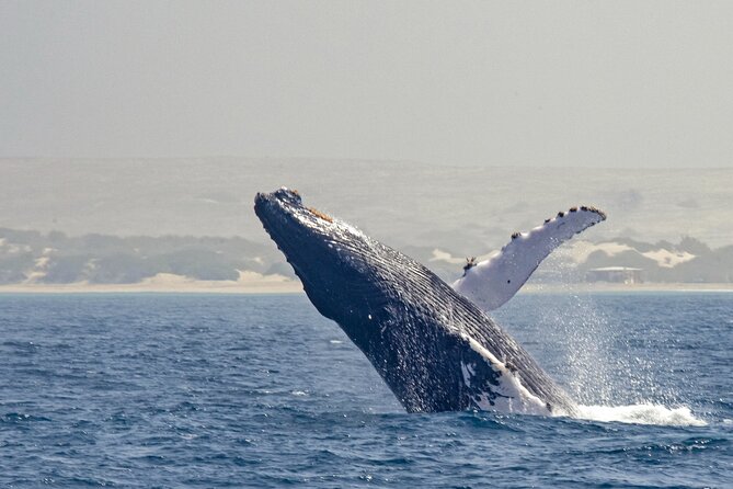 Catamaran Sailing Tour or Whale Watching at Boa Vista - Setting out from Praia do Estoril