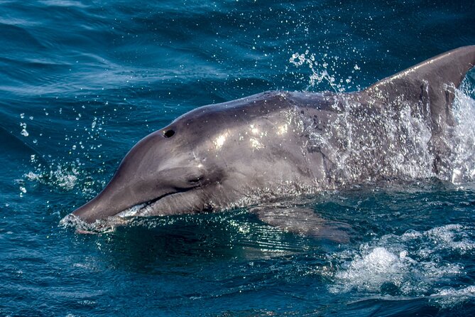 Catamaran Sailing Tour or Whale Watching at Boa Vista - Winter whale watching from the catamaran