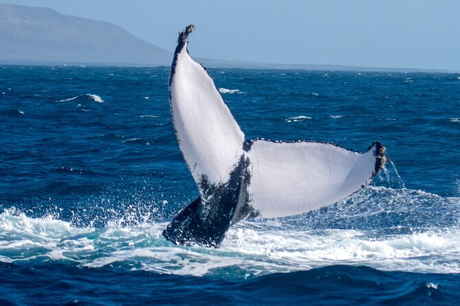 Catamaran Sailing Tour or Whale Watching at Boa Vista - How much value do you get for $84.92?