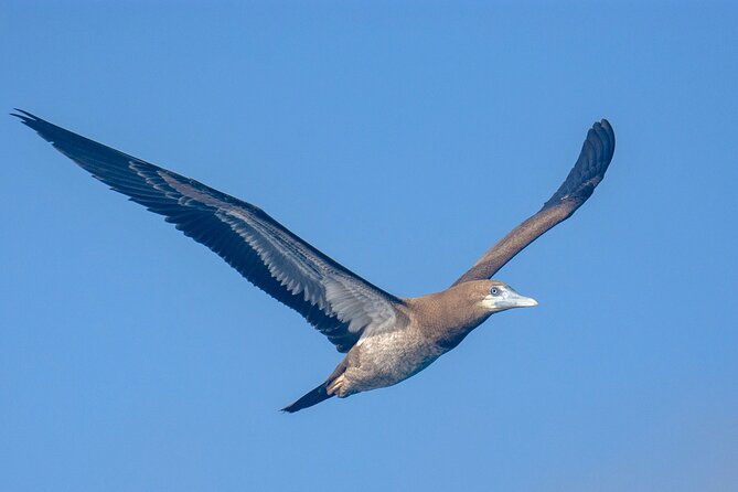 Catamaran Sailing Tour or Whale Watching at Boa Vista - Who will enjoy this Boa Vista boat trip?