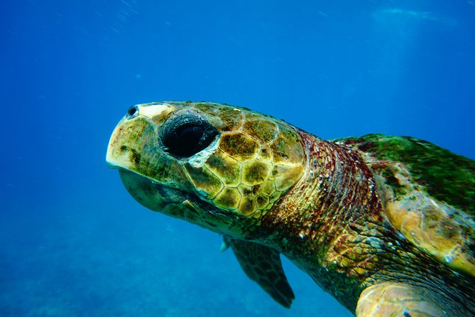 Discover Scuba Diving in Sal - Key things to know before booking