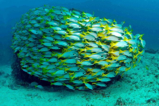 Discover Scuba Diving in Sal - Timing, transport, and the full-day feel