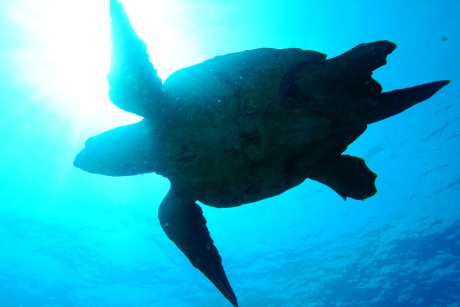 Discover Scuba Diving in Sal - Health rules and flight planning