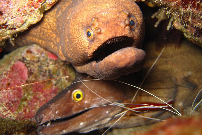 Double Diving in Sal Island - Half Day - Key points to know before booking