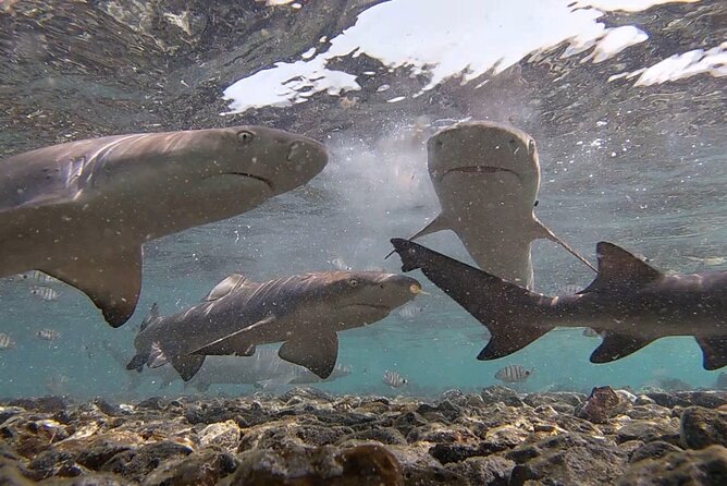 Experience on Sal Island with native and certified guide (including sharks) - Murdeira Bay and Monte Leão