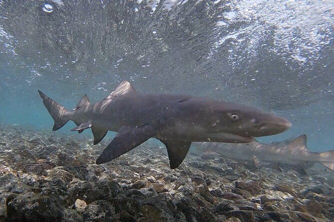 Experience on Sal Island with native and certified guide (including sharks) - The Mirage and Santa Maria