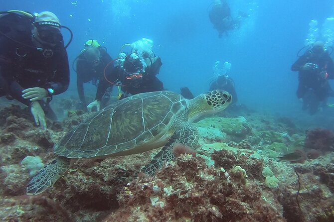 First Diving Experience Try Dive - What This Sal Experience Really Offers